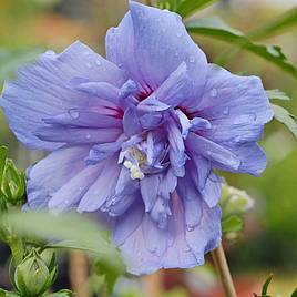 Hibiscus syriacus Blue Chiffon