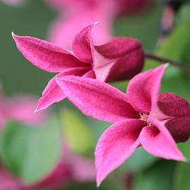 Clematis Princess Diana