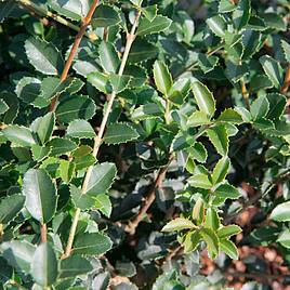 Osmanthus delavayi