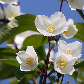 Philadelphus Starbright