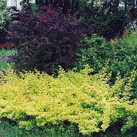 Berberis thunbergii Golden Carpet