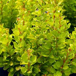 Berberis thunbergii Golden Rocket