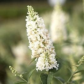 Buddleja Argus® White