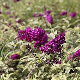 Buddleja davidii Masquerade