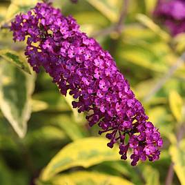 Buddleja davidii Santana