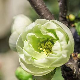 Chaenomeles speciosa Yukigoten