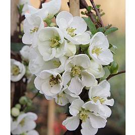 Chaenomeles x superba Jet Trail