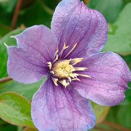 Clematis Arabella