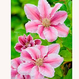 Clematis Dr Ruppel