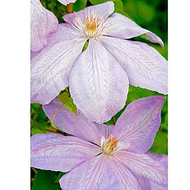 Clematis Mrs Cholmondeley