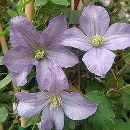 Clematis Prince Charles