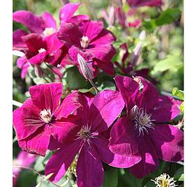 Clematis Rouge Cardinal