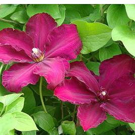 Clematis Westerplatte