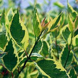 Cornus alba Cream Cracker