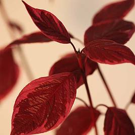 Cornus alba Sibirica Variegata (Hedging)