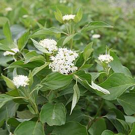 Cornus sericea Buds Yellow