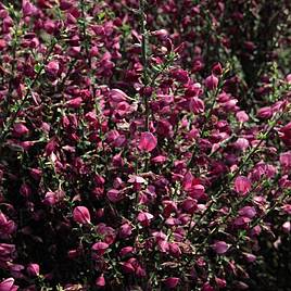 Cytisus Boskoop Ruby