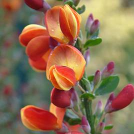 Cytisus Lena