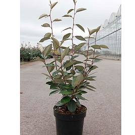 Elaeagnus ebbingei (Hedging)