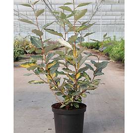 Elaeagnus x ebbingei Eleador