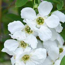 Exochorda x macrantha The Bride