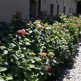 Hydrangea macrophylla Alpengluehen