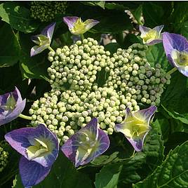 Hydrangea macrophylla Blaumeise (Teller Blue)