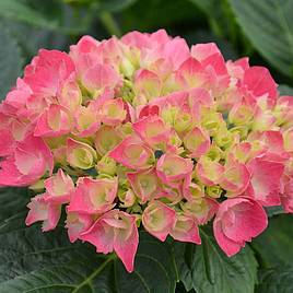 Hydrangea macrophylla Red Baron