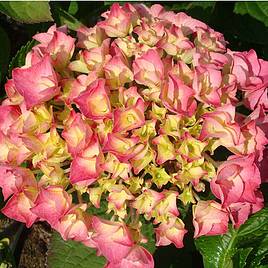 Hydrangea macrophylla Rosita