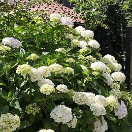 Hydrangea macrophylla Soeur Therese