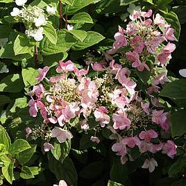 Hydrangea paniculata Darts Little Dot