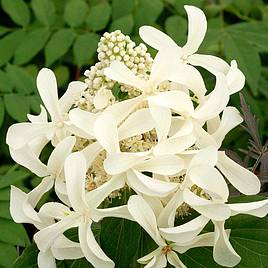 Hydrangea paniculata Great Star