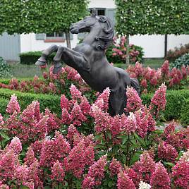 Hydrangea paniculata Pinky Winky