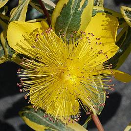 Hypericum calycinum Carnival