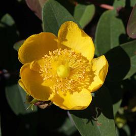 Hypericum x dummeri Peter Dummer