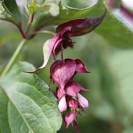 Leycesteria formosa Purple Rain