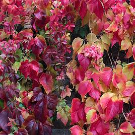 Parthenocissus henryana