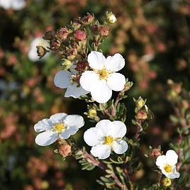 Potentilla fruticosa White Lady