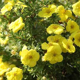 Potentilla fruticosa Kobold