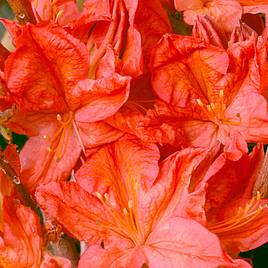 Rhododendron Kosters Brilliant Red