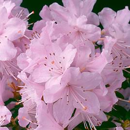 Rhododendron Snipe