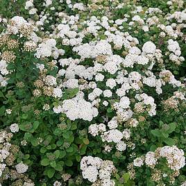 Spiraea betulifolia Island