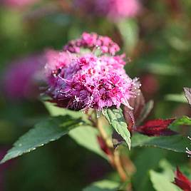 Spiraea japonica Double Play Big Bang