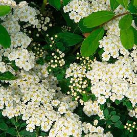 Spiraea nipponica Snowmound