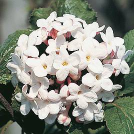 Viburnum x carlcephalum