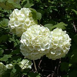 Viburnum plicatum f. plicatum Grandiflorum