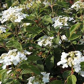 Viburnum Pragense