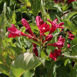 Weigela florida Wings of Fire