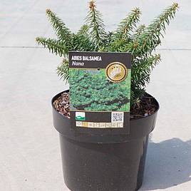 Balsam Fir