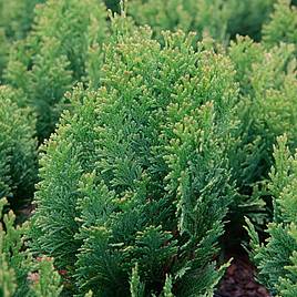 Chamaecyparis lawsoniana Minima Aurea